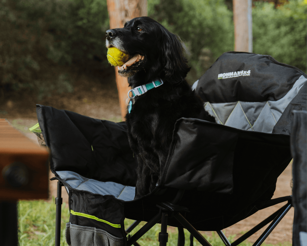 Dog sitting in an IRONMAN 4x4 Club Lounge quad fold camp chair at camp