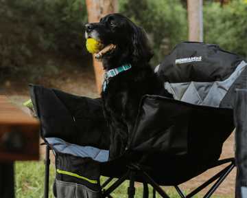 Dog sitting in an IRONMAN 4x4 Club Lounge quad fold camp chair at camp